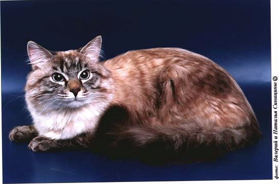 Невский-маскарадный кот