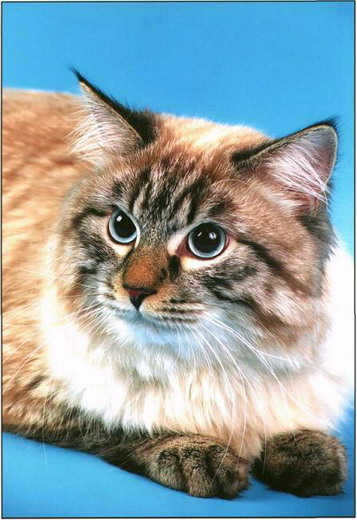 Невский-маскарадный кот